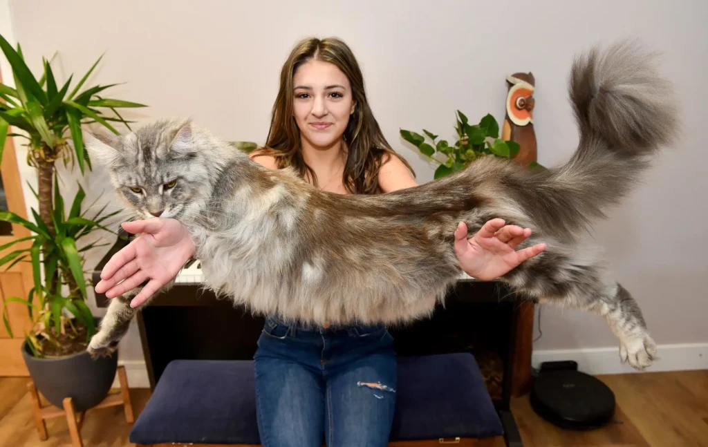 Maine Coon cats can be described as huge gentlemen