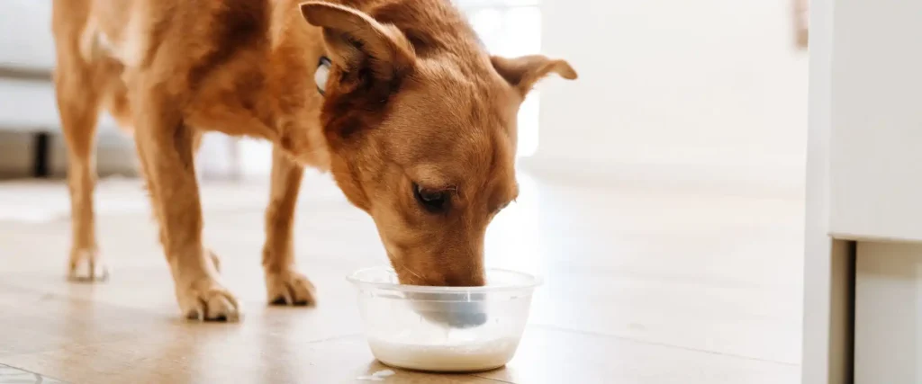 Many dogs' bodies are unable to break down the lactose in milk