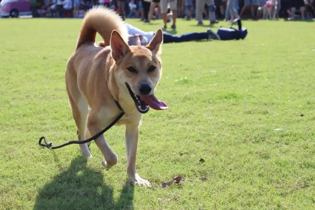 Mix dogs refer to non-purebred dogs mixed with different breeds