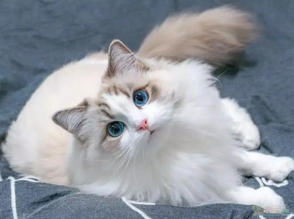 The unique appearance of Ragdoll cats