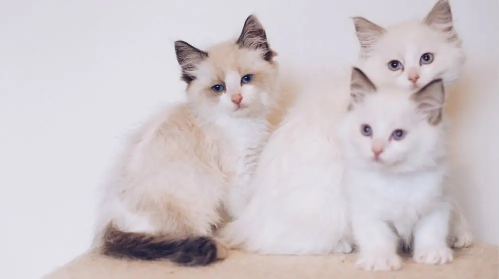 Tips on daily care for Ragdoll cats