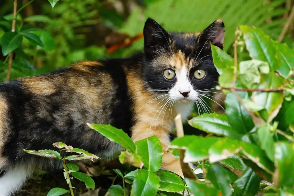 Tortoiseshell cat