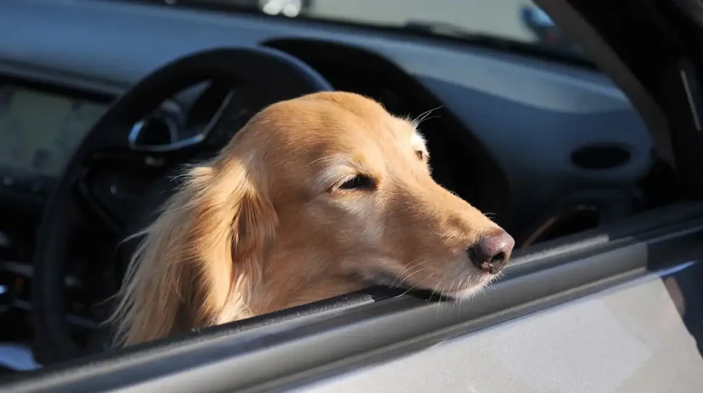 What are the symptoms and reactions of cats and dogs suffering from motion sickness?