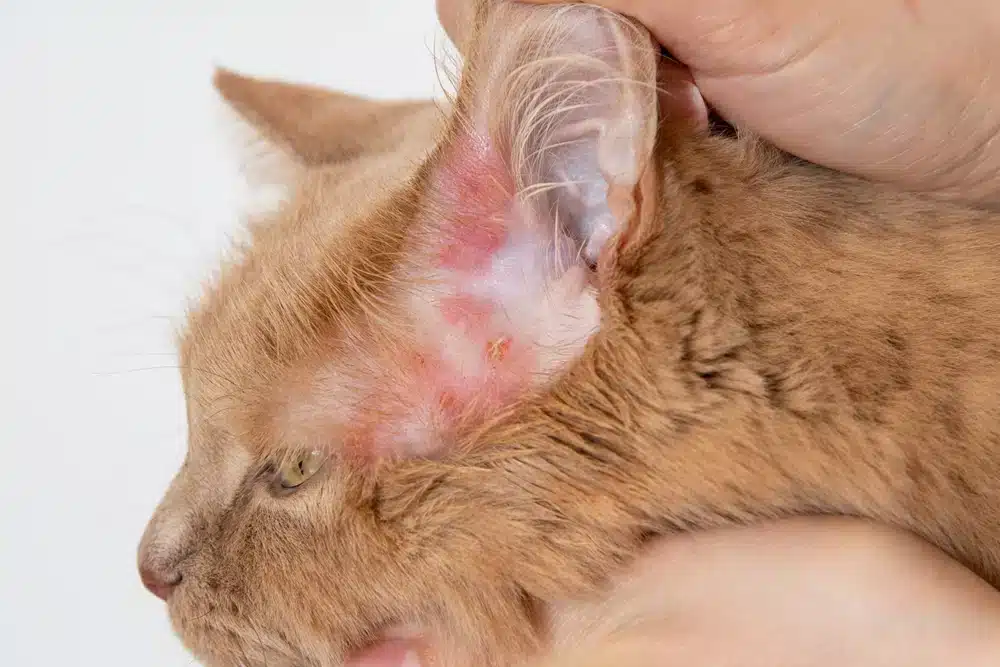 What is Cat Skin Disease?