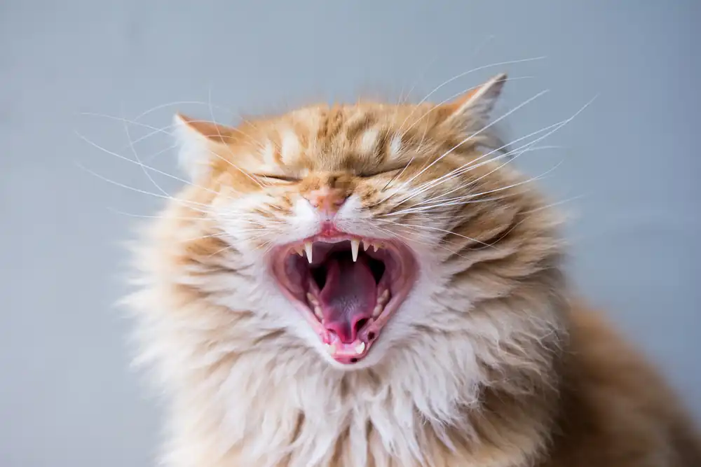 What should I do if my cat loses teeth?