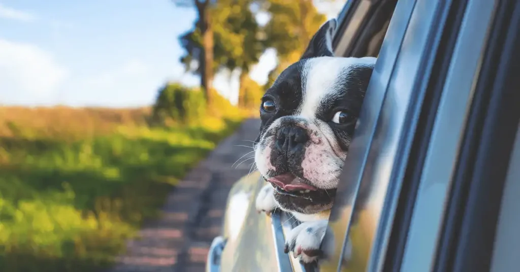 What should I do if my cat or dog gets carsick?