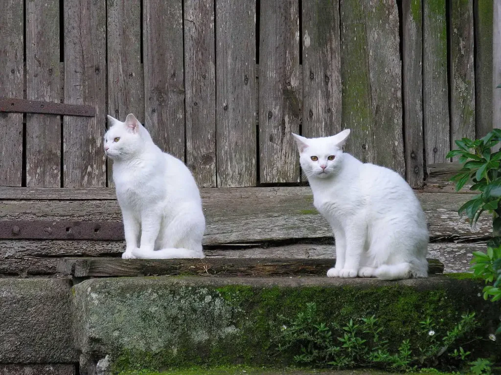 White cat