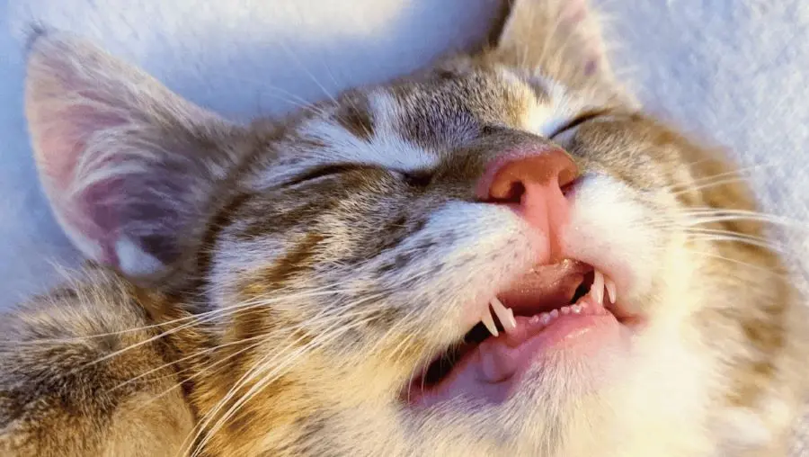 Why do cats lose their teeth?