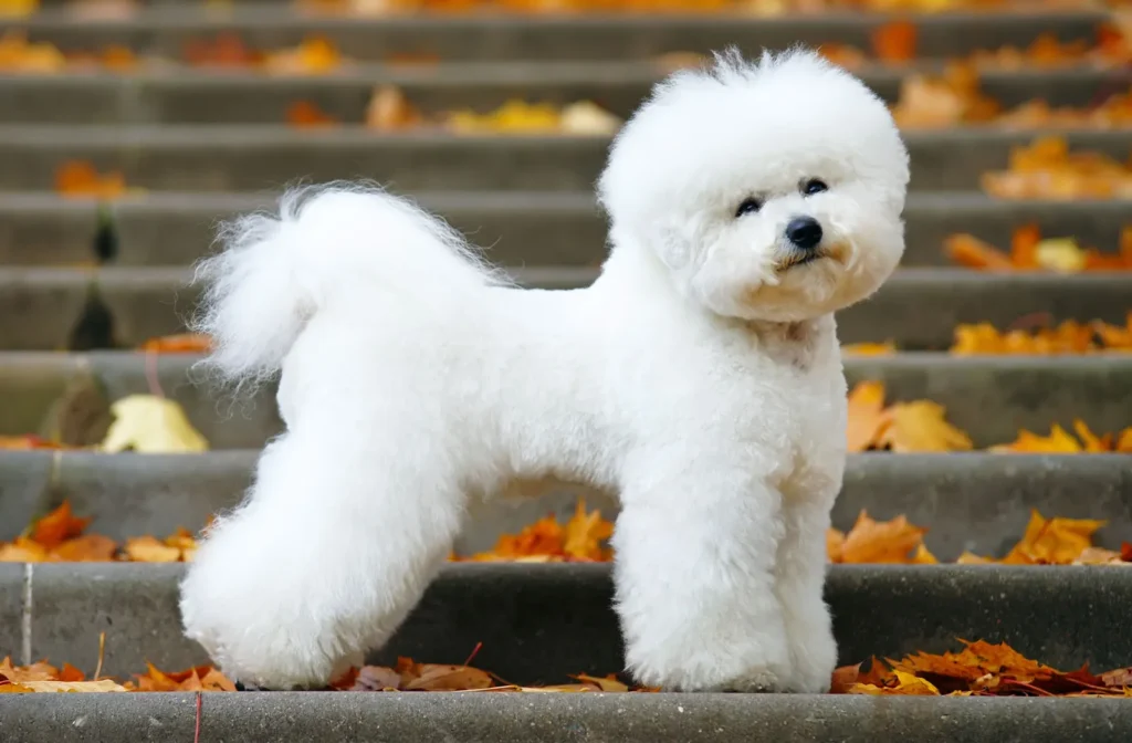 characteristics and personality of the Bichon Frize