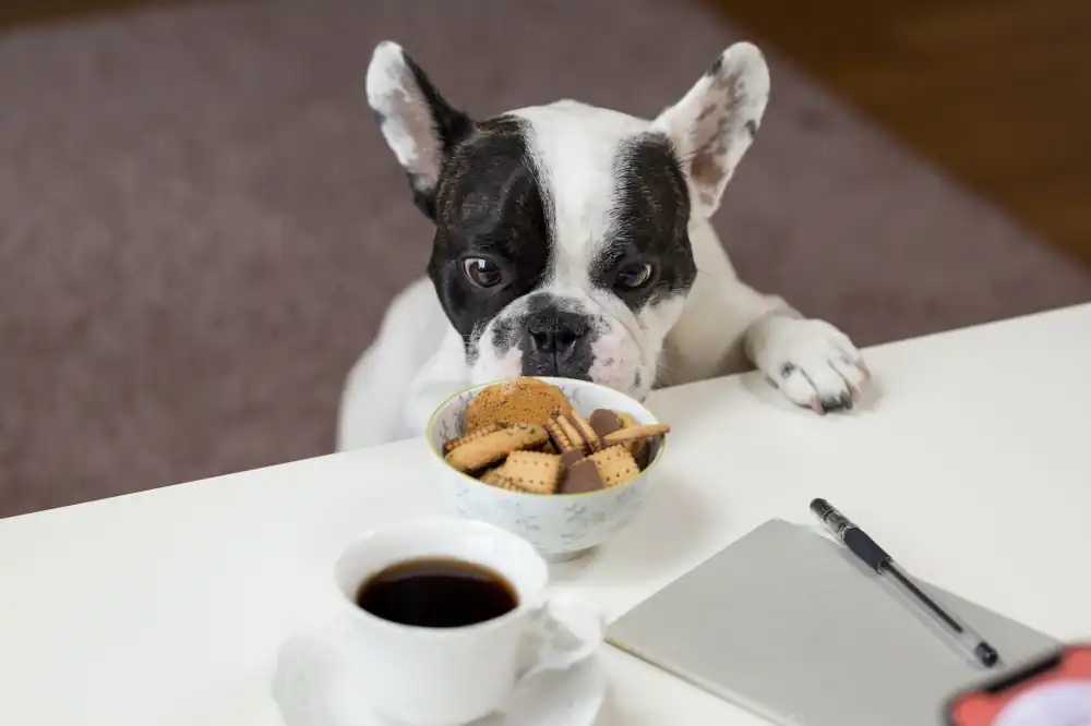 dogs should not touch beverages and food containing coffee and tea