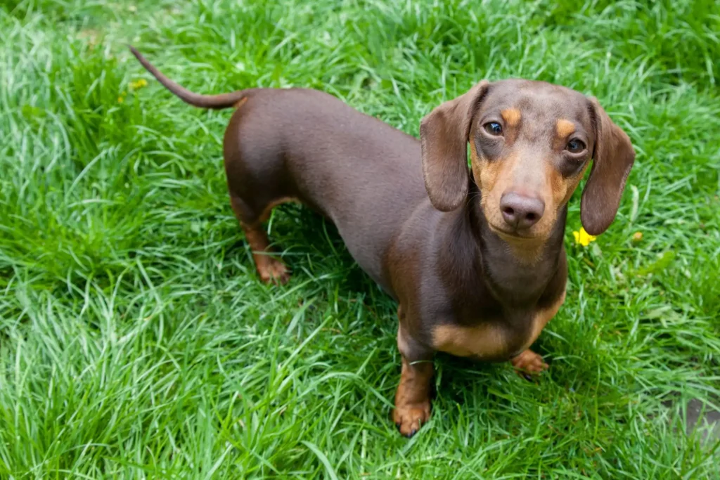 Dachshund's coat color and health