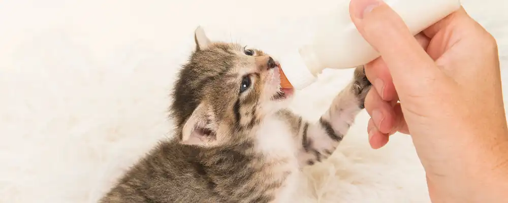 How to help kittens strengthen their resistance?