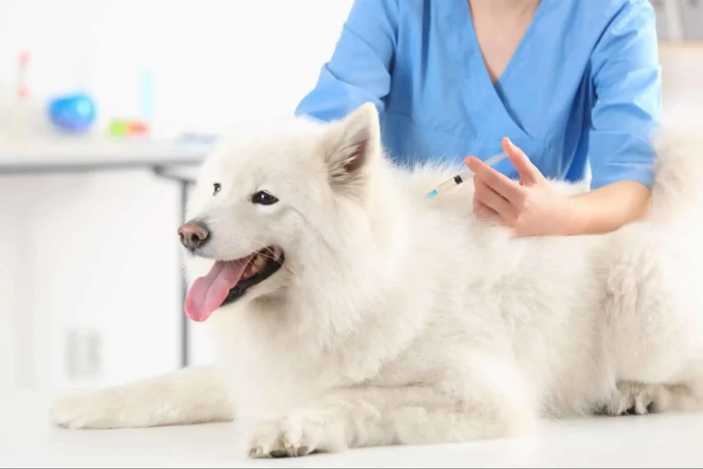 The dog has an immune disorder! How to treat it?