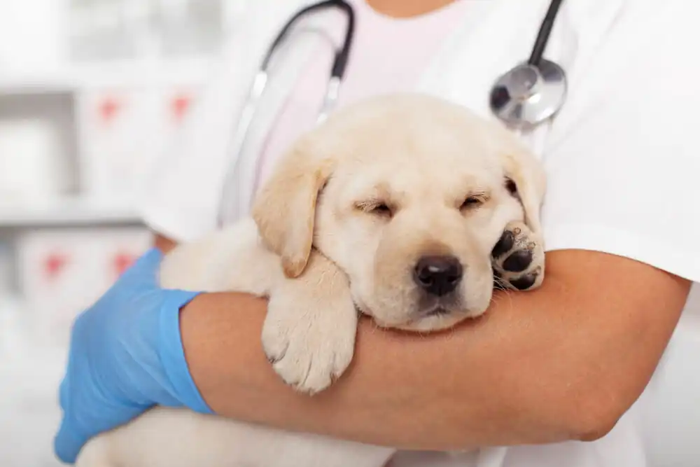 Understand the dog immune system