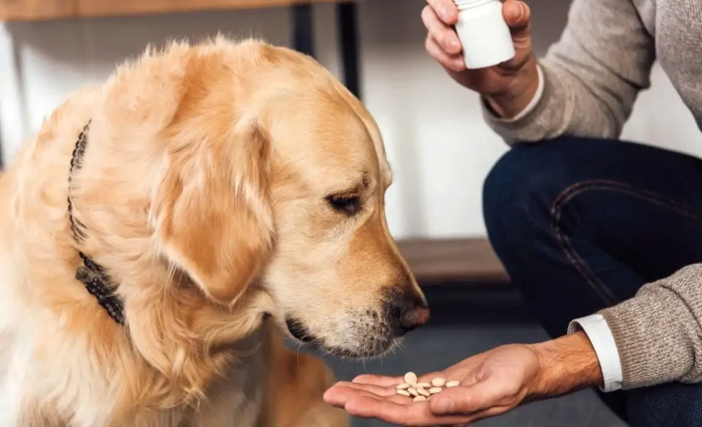 What are the benefits of probiotics for dogs?