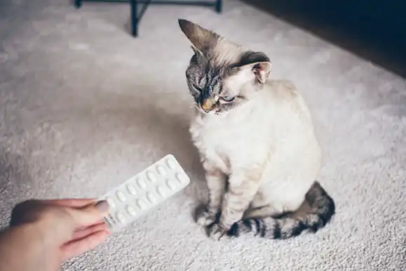 Why do cats need probiotics?