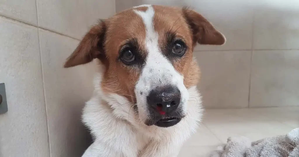 dog-nose-bleed dog-nose-bleed