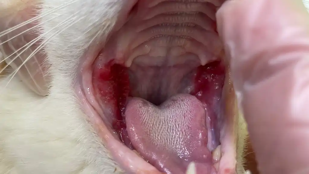 Feline Stomatitis Comprehensive Guide