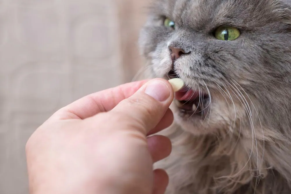 Feline Stomatitis