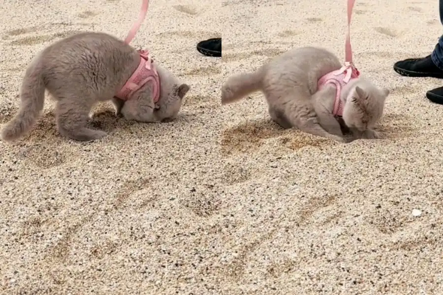 Can You Use Sand as Cat Litter?